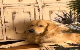 Golden Retriever dogs for sale: Stunning Golden Retriever 17 months old - Image 3