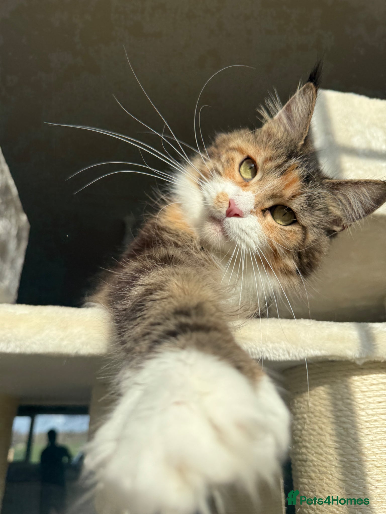 Maine Coon cats for sale: Moons Maines Maine Coon Kittens  - Advert 6