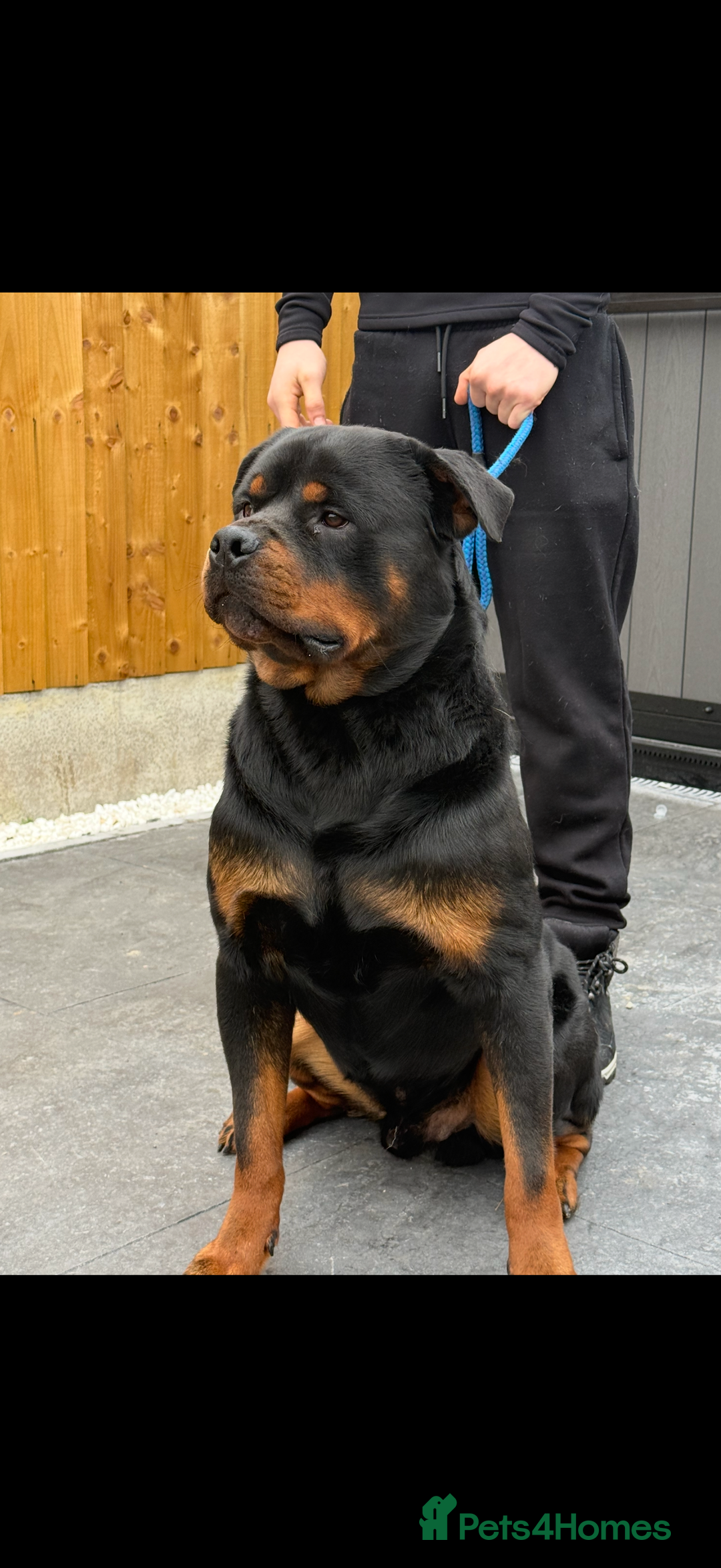Rottweiler dogs for stud: 🇩🇪BEAR STUD DOG 🇩🇪 - Advert 3