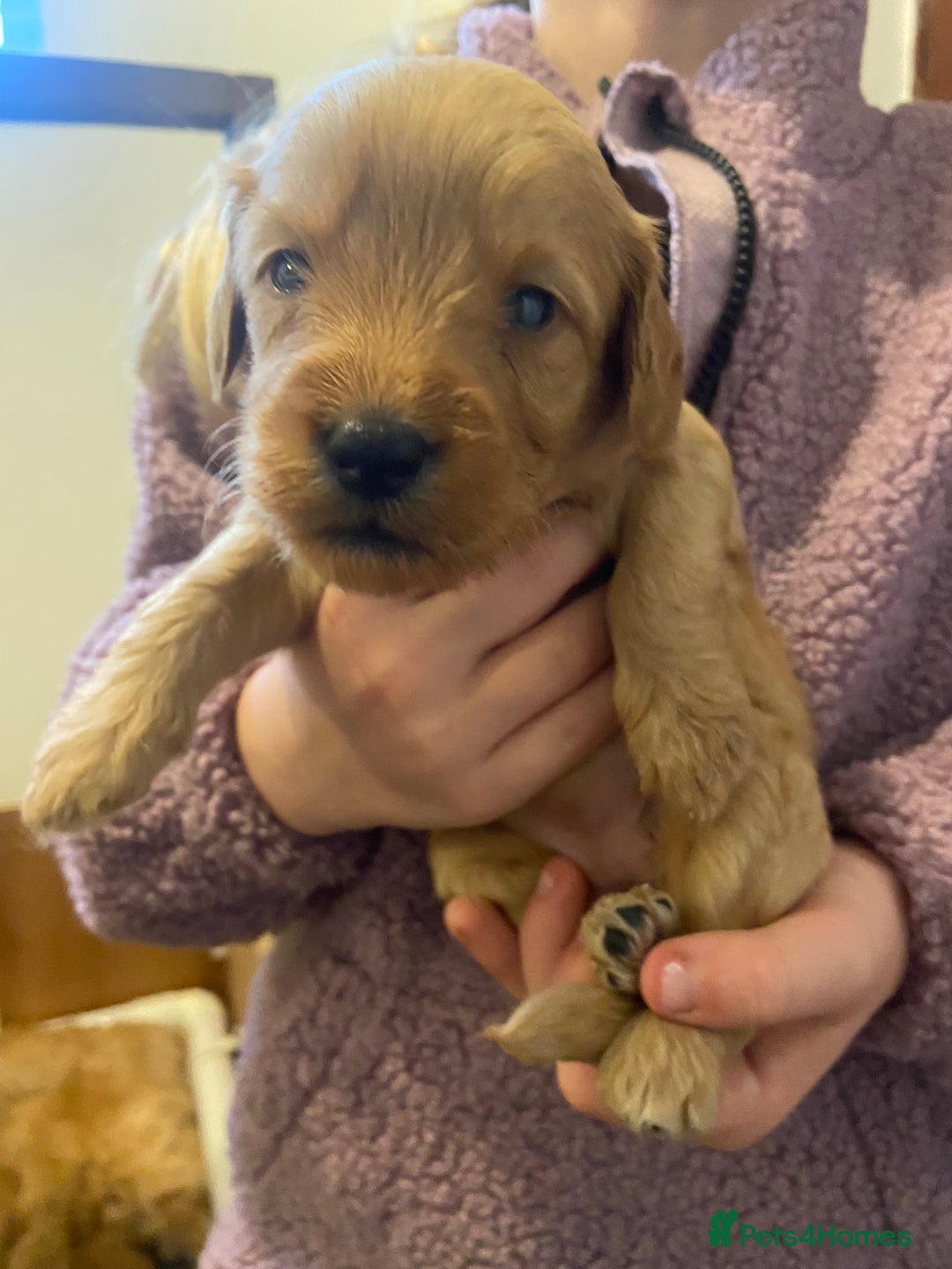 Mini Goldendoodle dogs for sale: Beautiful Mini Goldendoodle Puppies  - Image 4