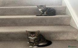 Mixed Breed cats for sale: 🐾Playful Kittens Ready for Loving Homes. - Image 5