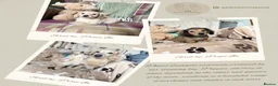 Miniature Dachshund dogs for stud: PROVEN CLEAR CREAM STUD BOY ❄️PRINCE ICE❄️ - Advert 21