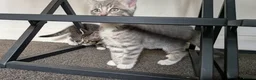 Mixed Breed cats for sale: 5 beautiful kittens for sale - Advert 14