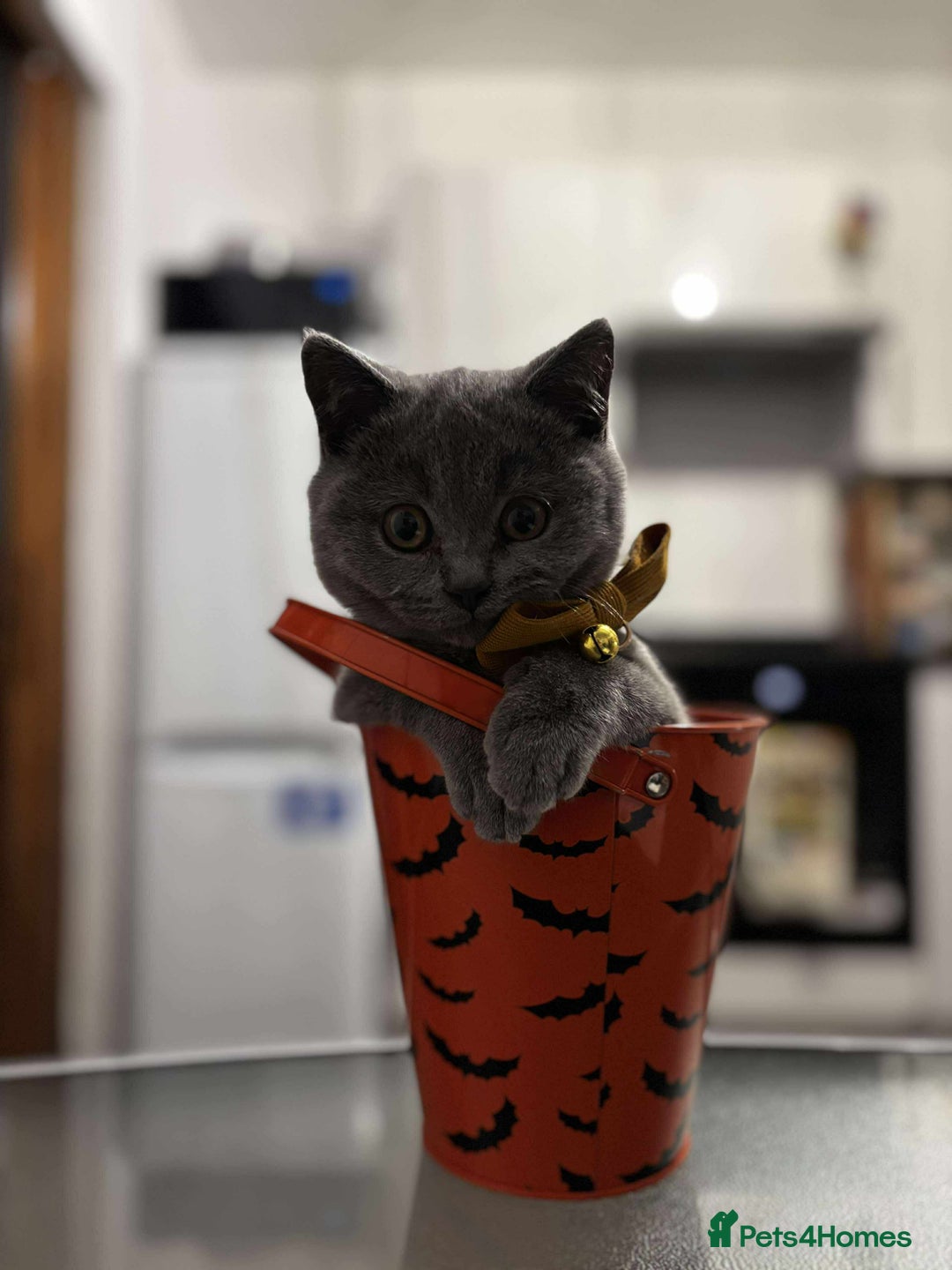 British Shorthair cats for sale: Pure Bred Blue British Shorthair  - Advert 8