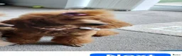 Toy Poodle dogs for sale: Top poodle - Advert 1