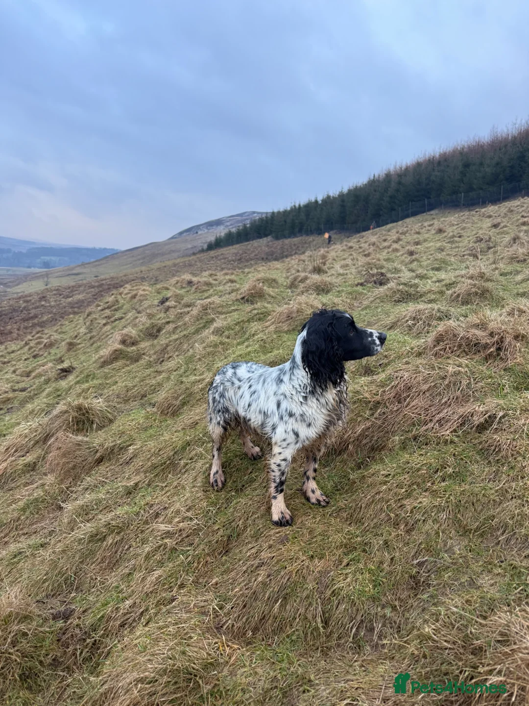 Cocker Spaniel dogs for stud: Blue Roan Cocker Spaniel Stud - Advert 1