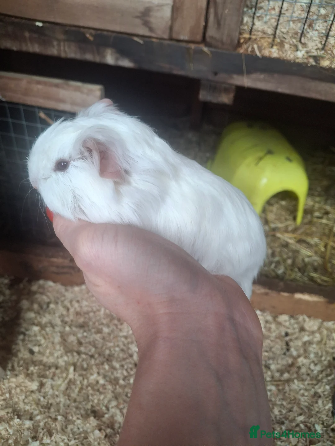 Guinea Pig rodents for sale: Guinea pig Boys - Advert 4