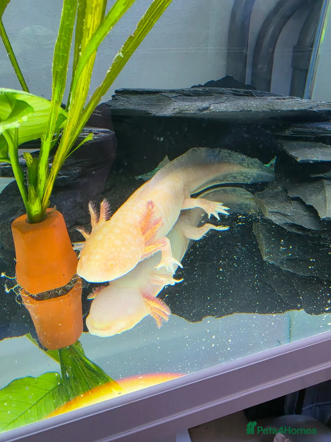 Axolotl reptiles for sale: Male Axolotl  in Cwmbran - Advert 3