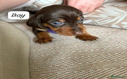 Miniature Dachshund dogs for sale: GORGEOUS MINIATURE DACHSHUND PUPPIES - Image 2