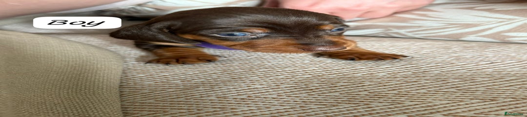 Miniature Dachshund Puppy 1