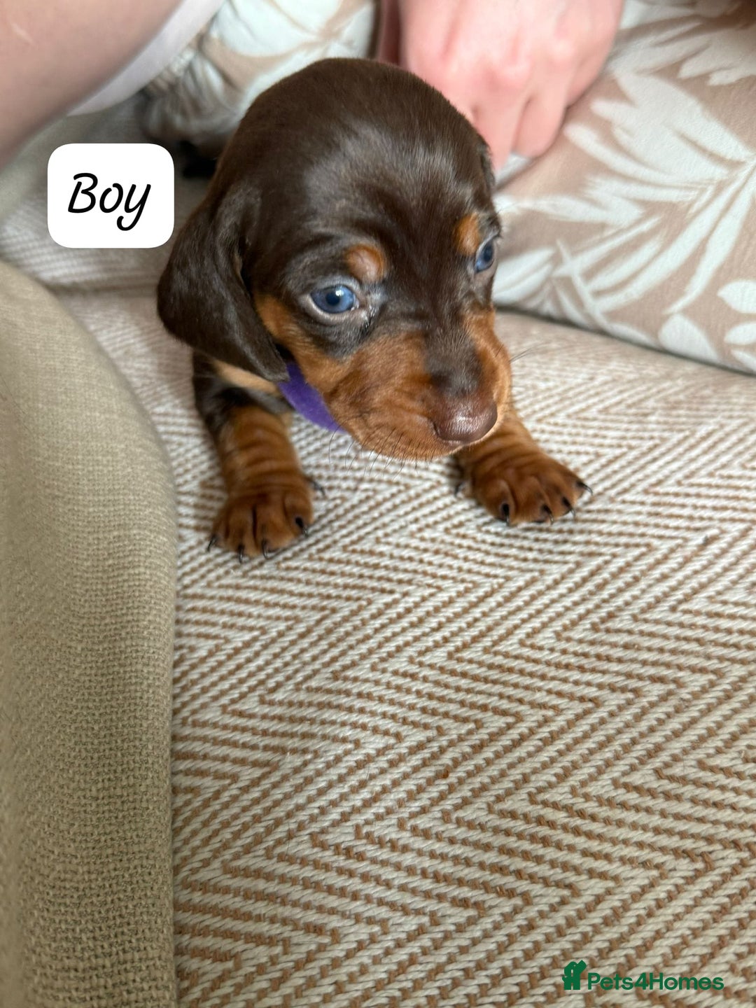 Miniature Dachshund dogs for sale: GORGEOUS MINIATURE DACHSHUND PUPPIES - Image 2
