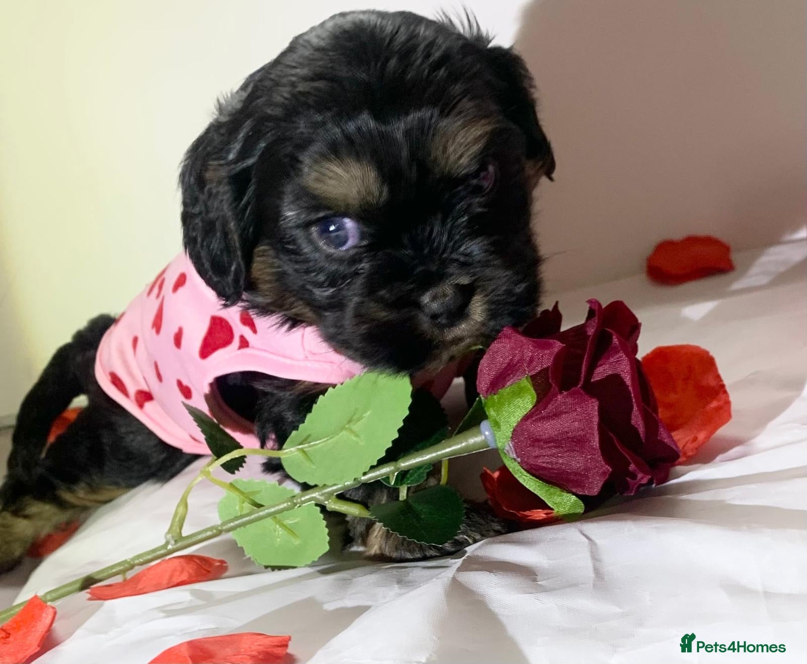 Shih Tzu dogs Imperial shitzu boy  - Advert 15