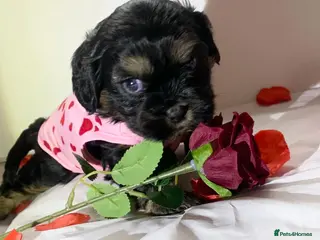 Shih Tzu dogs Imperial shitzu boy - Advert 15