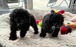 Miniature Poodle dogs for sale: Cavapoo poodle  - Image 2
