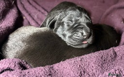 Labrador Retriever dogs for sale: 🖤 Labrador Puppies 💛 - Image 9