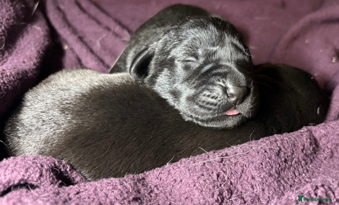 Labrador Retriever dogs for sale: 🖤 Labrador Puppies 💛 - Image 9