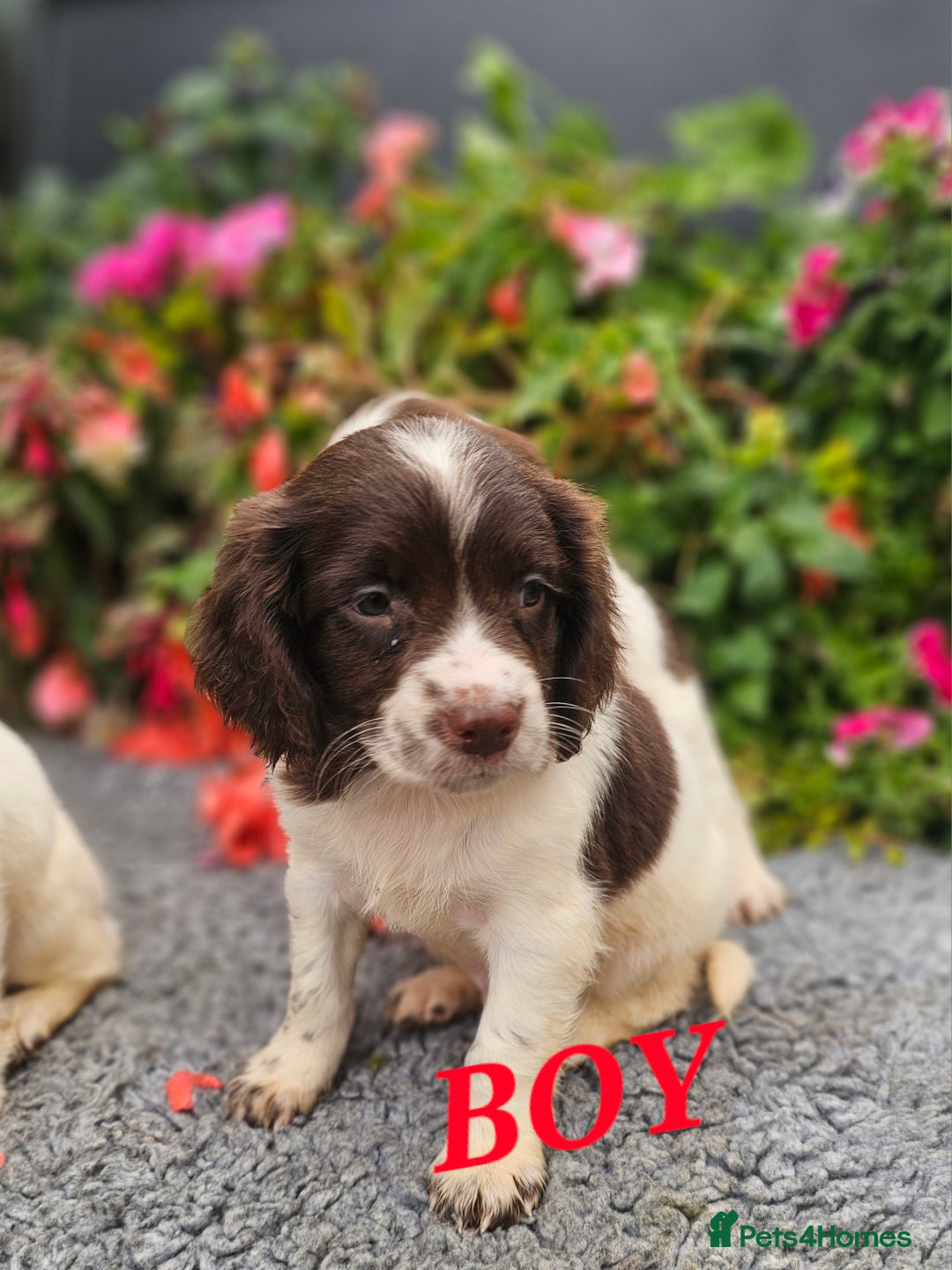 English Springer Spaniel dogs for sale: QUALITY WORKING ESS PUPS - Image 23