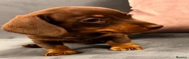 Miniature Dachshund 4