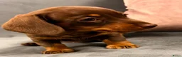Miniature Dachshund dogs for sale: Miniature Dachshund Puppies-Ready to leave - Advert 3