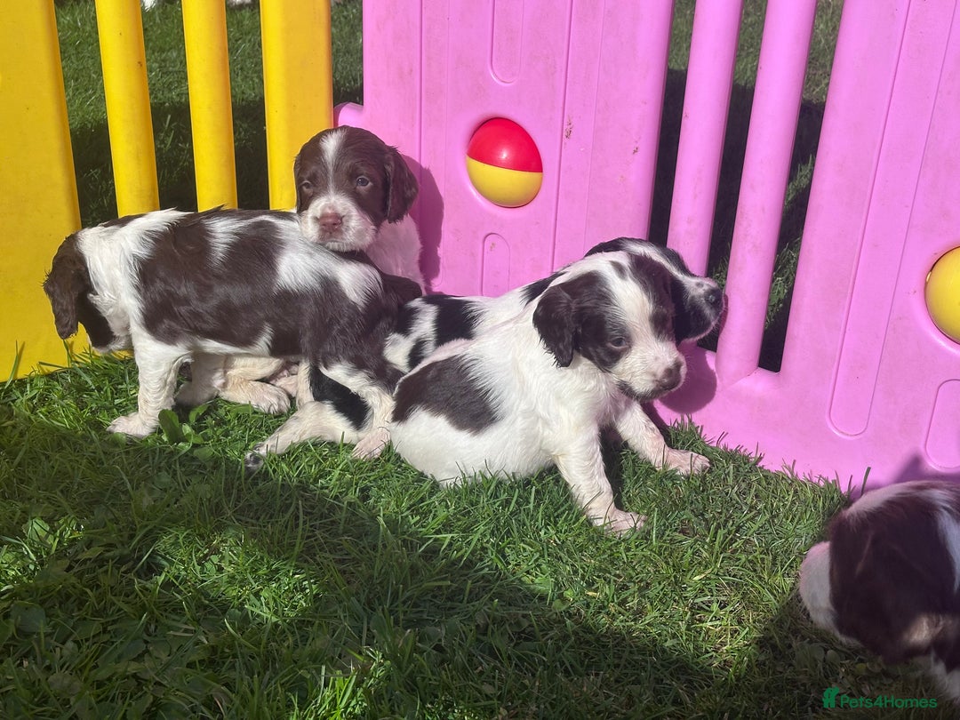 English Springer Spaniel dogs for sale: English working Springer Spaniel puppies for sale  - Image 15
