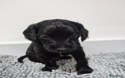 Cockapoo dogs for sale: Gorgeous F2 Cockapoo Puppies Available  - Image 7