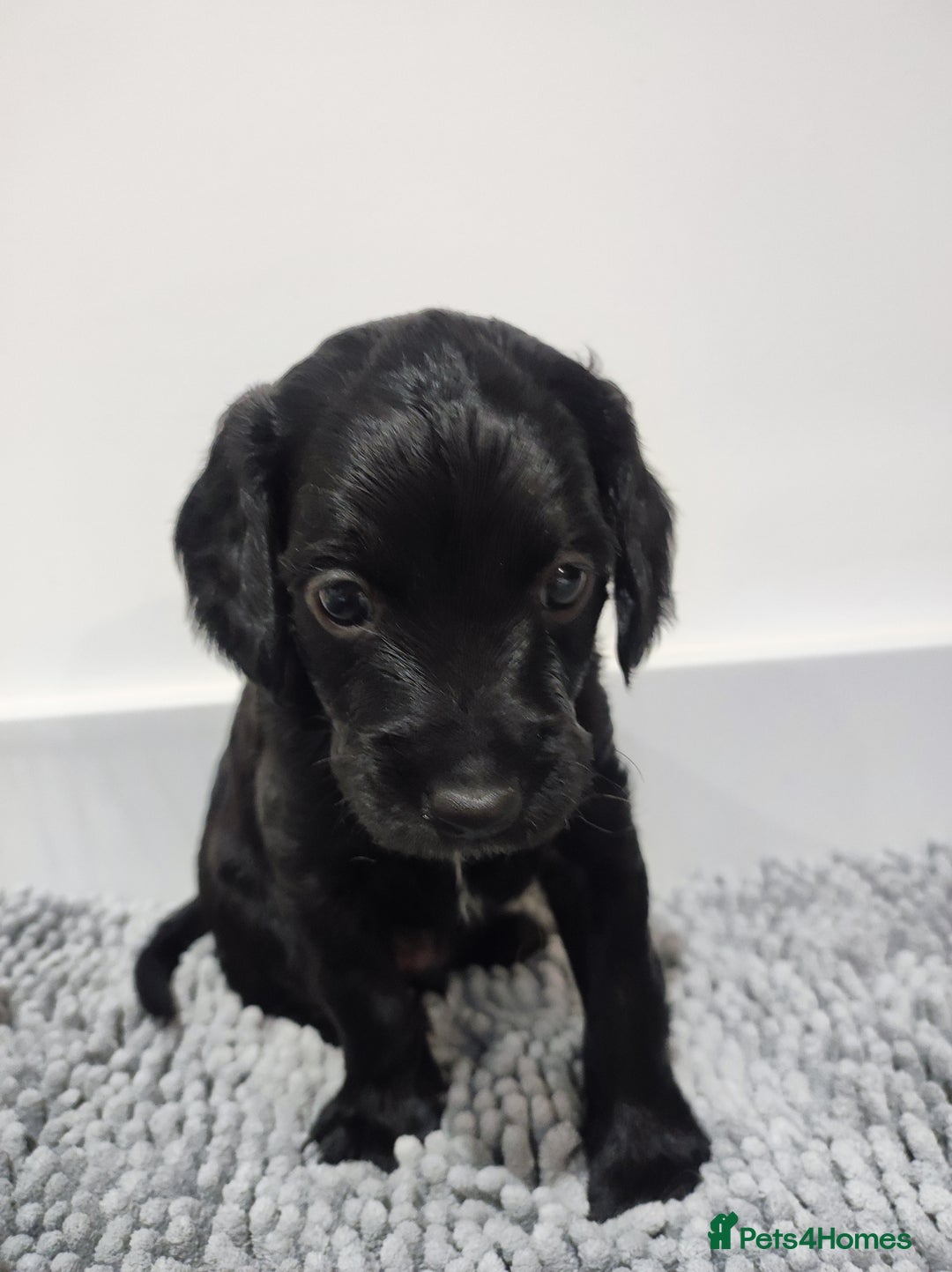 Cockapoo dogs for sale: Gorgeous F2 Cockapoo Puppies Available  - Image 7
