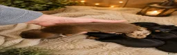 Miniature Dachshund dogs for sale: Miniature Dachshund Puppies Ready To Reserve - Advert 7
