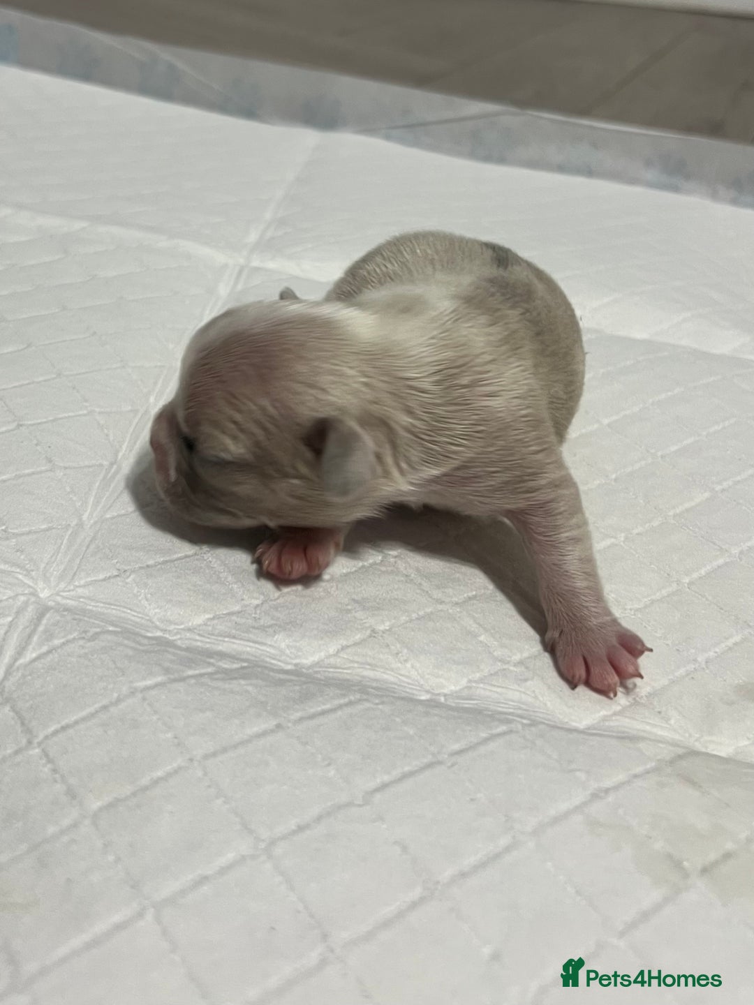 French Bulldog dogs for sale: French Bulldog Puppy’s  - Advert 14