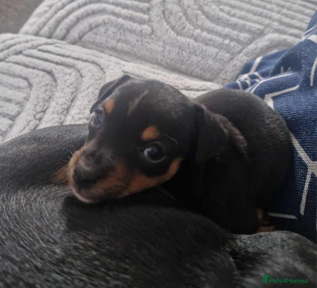 Jack Russell dogs for sale: Jack russell male puppy - Image 5