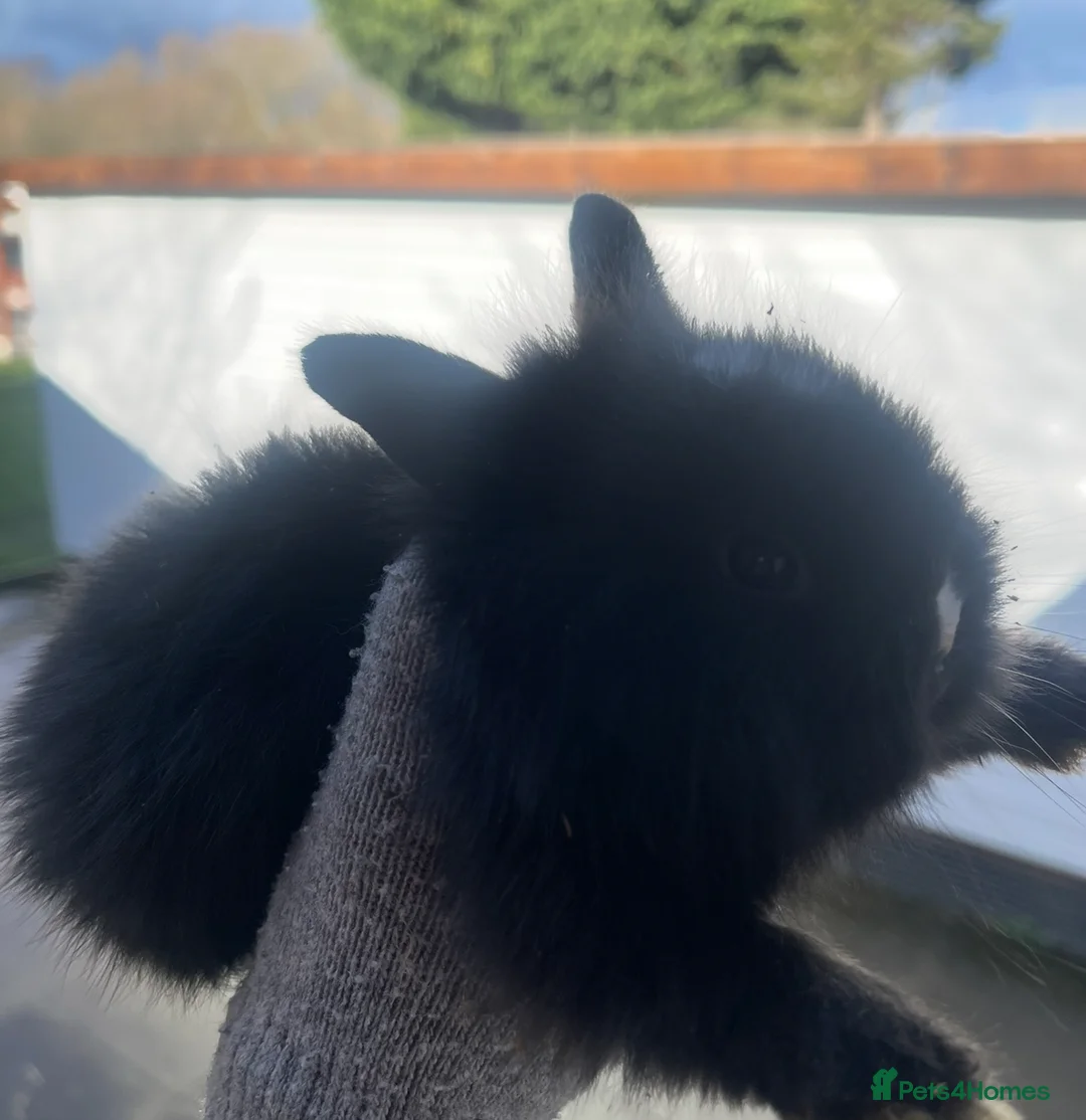 Lionhead rabbits for sale: Beautiful Lionhead babies  - Advert 8