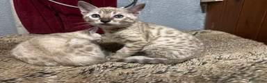 Bengal 4