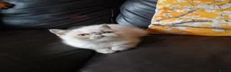 Exotic cats for sale: PEDIGREE GCCF PERSIAN EXOTIC BABIES - Advert 6