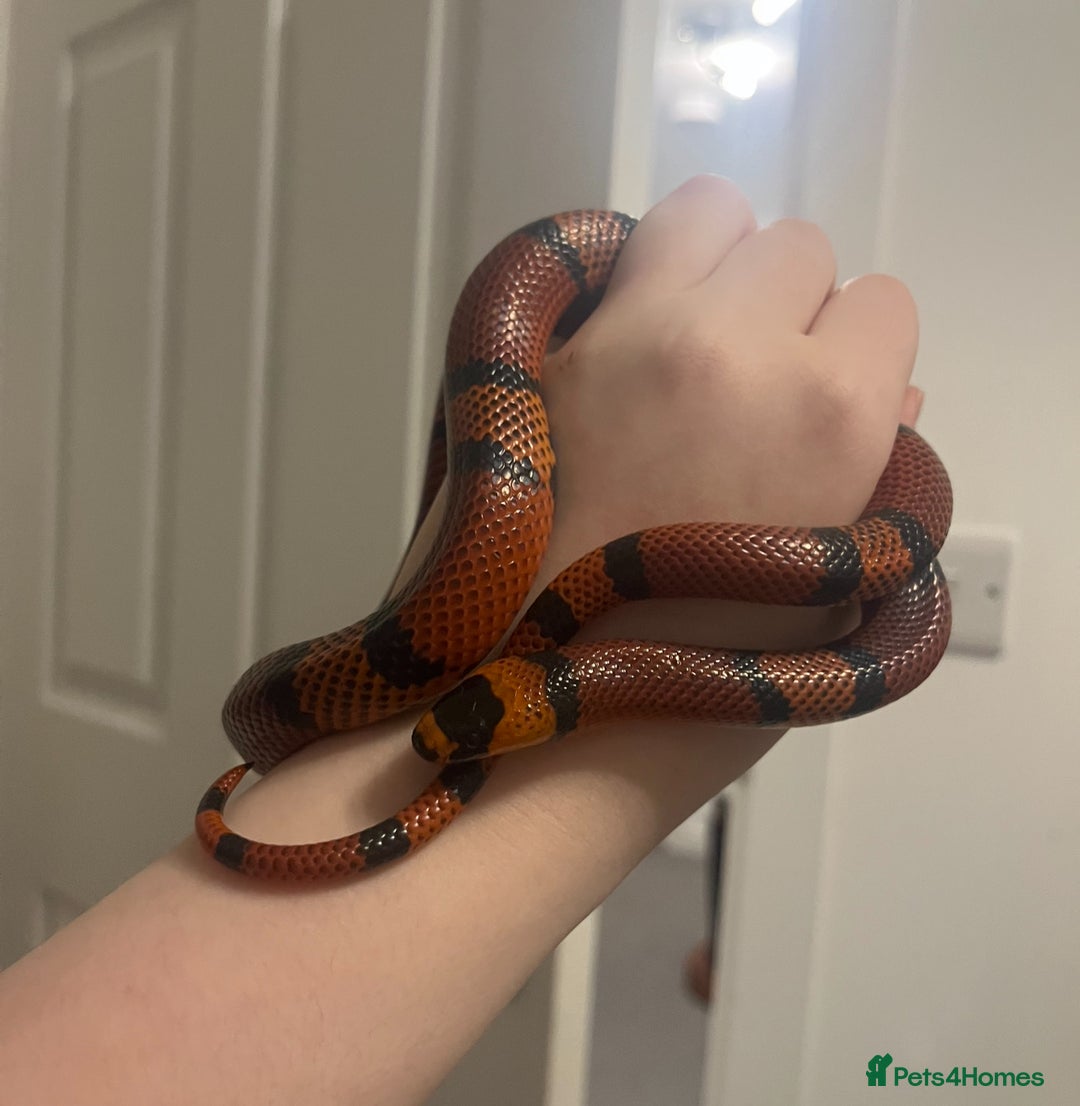 Mixed Breed reptiles for sale: Lots of reptiles for rehome - Image 2