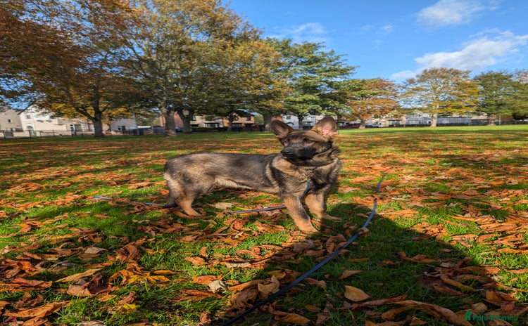 German Shepherd dogs in Scunthorpe - Advert 2