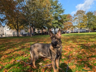German Shepherd dogs in Scunthorpe - Advert 2