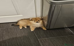 Pomeranian dogs for sale: 🐾✨ Fluffy Teddy Pomeranian Puppies ✨🐾 Ready now! - Image 16