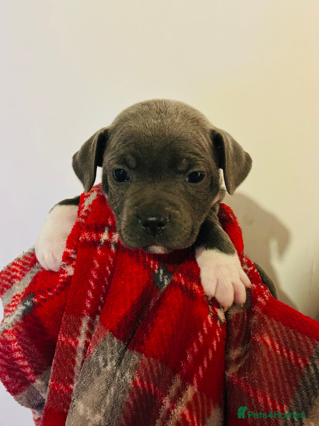 Staffordshire Bull Terrier dogs for sale: Beautiful litter of staff pups for sale  - Advert 1