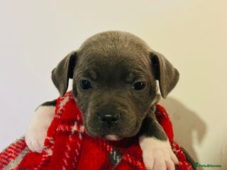 Staffordshire Bull Terrier dogs Beautiful litter of staff pups for sale - Advert 1