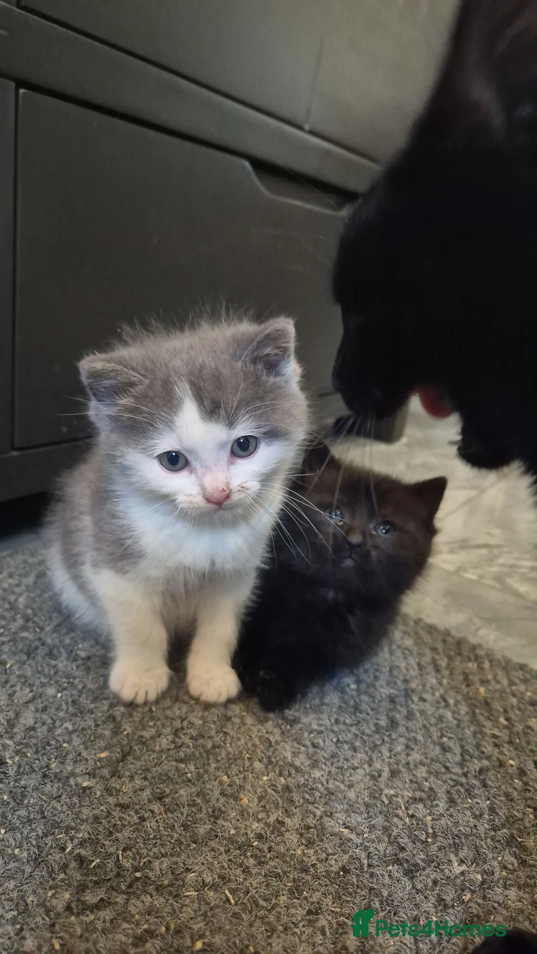 Nebelung cats for sale: 2 gorgeous nebelung kittens - Advert 1