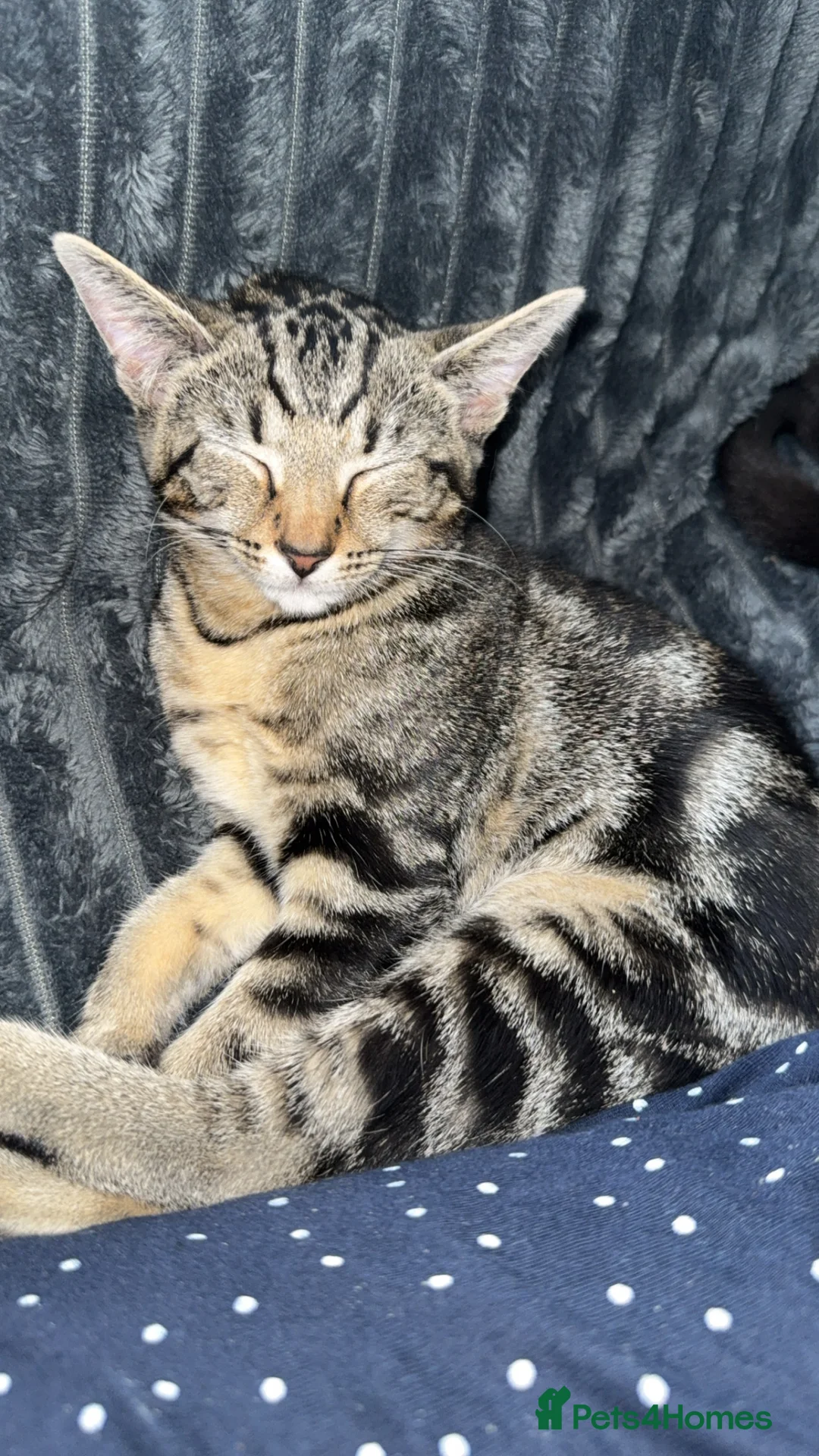 Domestic Shorthair cats for sale: 2 FEMALE KITTENS in Halifax - Advert 2