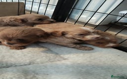 Cavapoo dogs for sale: Quality Cavapoo Puppies.  - Image 4