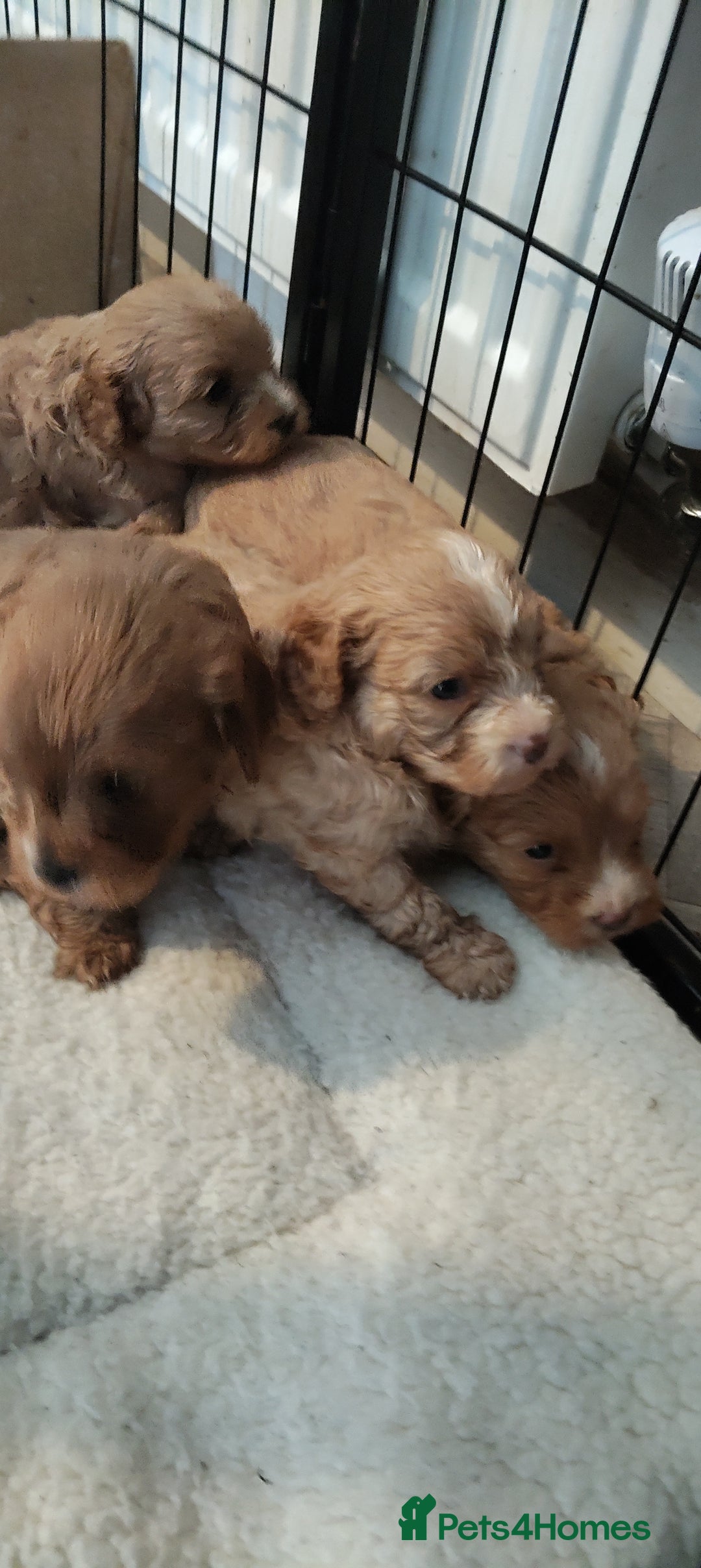 Cavapoo dogs for sale: Quality Cavapoo Puppies.  - Image 4