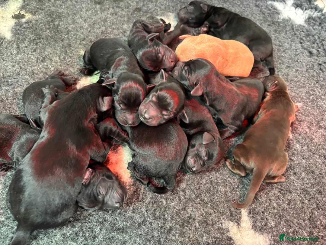 Labrador Retriever dogs for sale: Kc Reg Black Labrador Puppies  - Advert 3