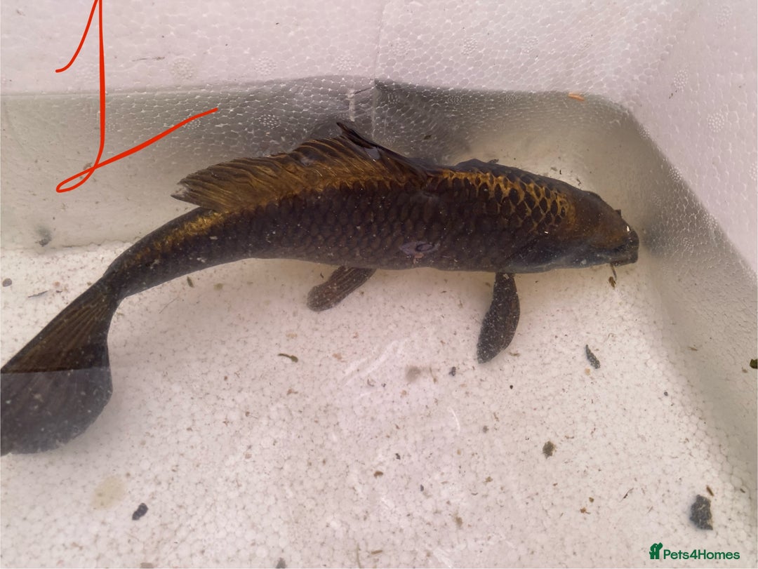 Koi Carp fish for sale: Mixture of Koi  - Image 3