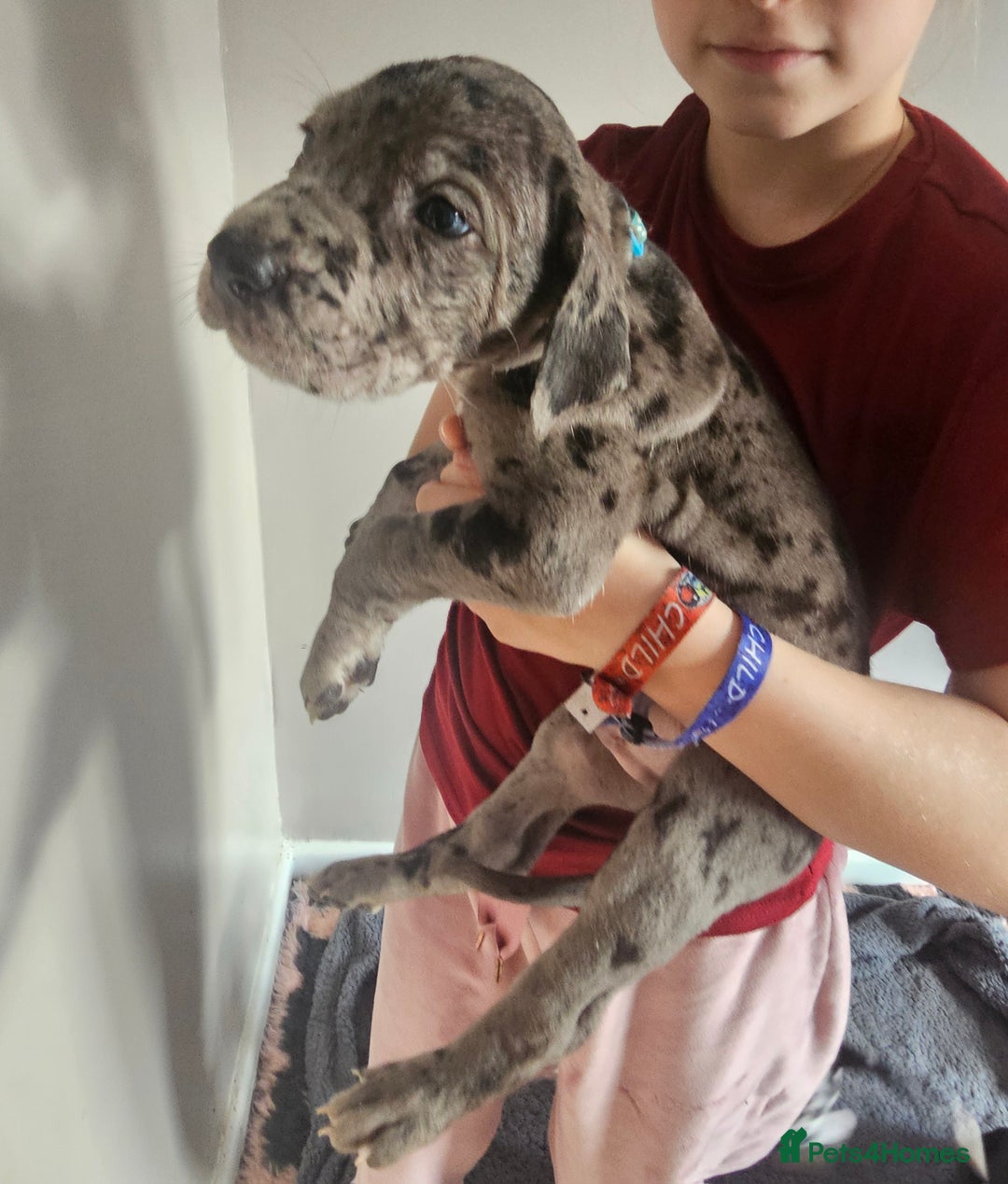 Great Dane dogs for sale: Great dane puppies  - Image 23