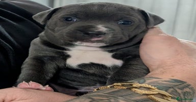 Staffordshire Bull Terrier dogs Beautiful Blue KC Registered boy  - Advert 6