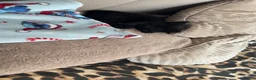 Mixed Breed cats for sale: little kitten available  - Advert 2