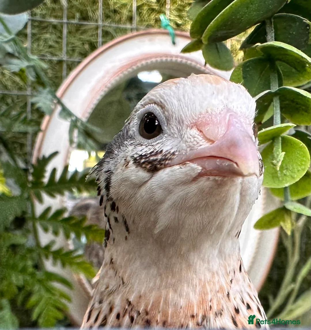 Quail poultry for sale: Quail eggs for sale.  - Advert 1