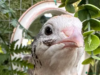 Quail poultry Quail eggs for sale. - Advert 1