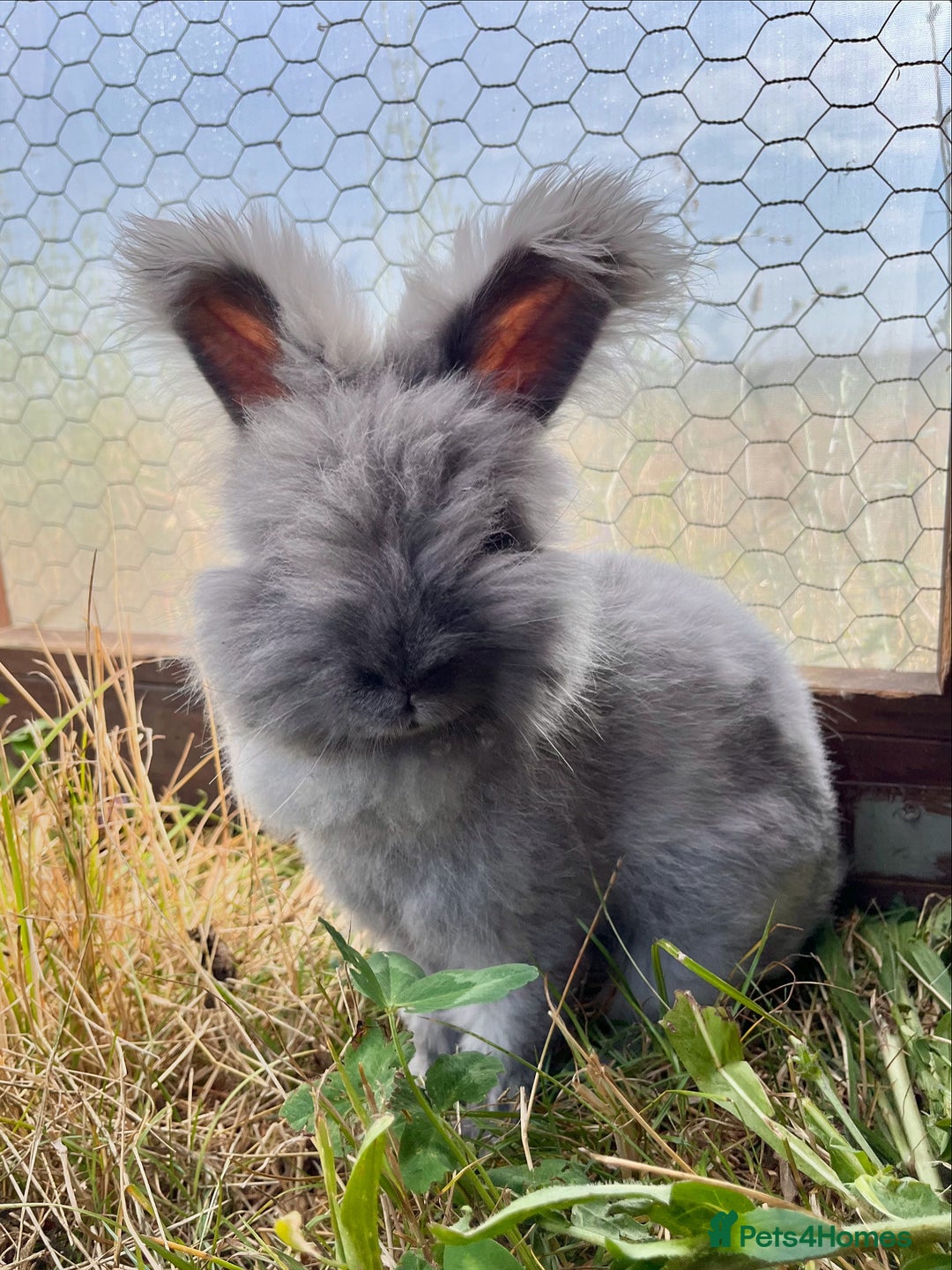 Angora rabbits for sale: Pedigree Full Faced & Maxi Faced English Angoras - Image 6